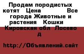 Продам породистых котят › Цена ­ 15 000 - Все города Животные и растения » Кошки   . Кировская обл.,Лосево д.